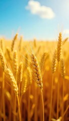 A close-up shot of a vibrant, sun-baked field of golden wheat, shimmering with heat haze under a bright summer sky  The intense heat radiates from the dry, parched earth ,  nature,  bright,  sun