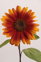 Orange, yellow, red small decorative Sunflower flower bud, leaf..