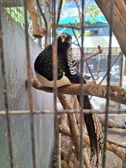 Ornate Pheasant Perched on Branch in Enclosure 