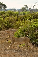 Lion Cub Running from Safari Jeeps