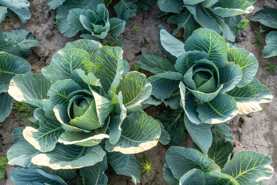 Fresh green cabbage plants growing in a sunny vegetable garden during the daytime
