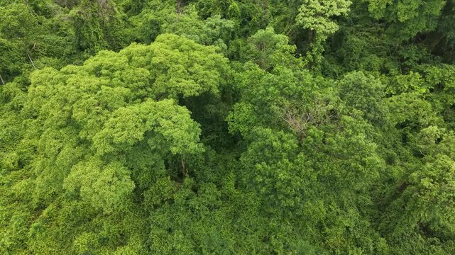 Lush aerial view of a vibrant green forest canopy, evoking feelings of serenity and a thriving ecosystem.