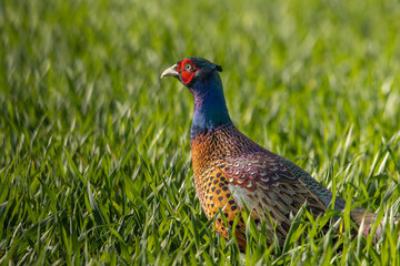 Male Common Pheasant Standing in Green Grass