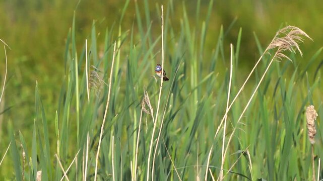 A male bluethroat (Luscinia svecica) singing while sitting on a reed stem in the Zouweboezem a nature reserve in the Netherlands