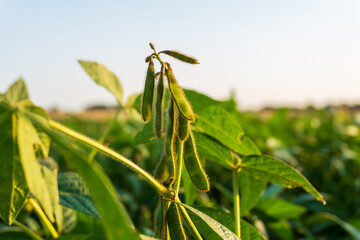 Soybean plants growing in a sunny field during late afternoon near a rural area