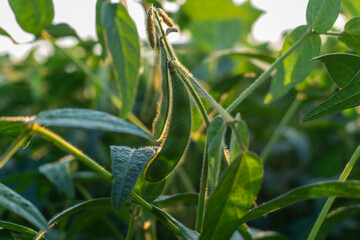 Fresh green soybean pod growing on a plant in a sunny field during summer season near farmland