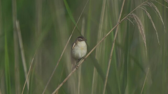 A sedge warbler (Acrocephalus schoenobaenus) sitting on a reed stem in the Zouweboezem a nature reserve in the Netherlands and flying away