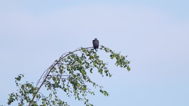  A male cuckoo, common cuckoo, European cuckoo or Eurasian cuckoo (Cuculus canorus) singing in the top of a tree in the Zouweboezem a nature reserve in the Netherlands