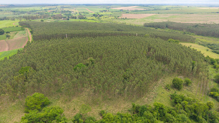 Fototapeta premium Aerial view of a vast forest landscape, showcasing an expansive vista of trees and nature
