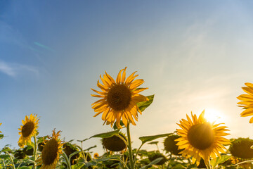 Sunflowers bloom under a clear sky at sunset in a vibrant field of yellow flowers
