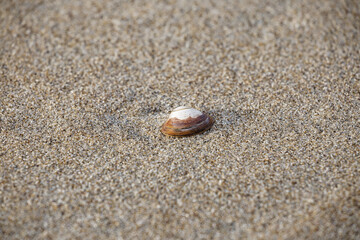 shell on sand