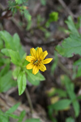 A Marigold Singapore daisy flower with a tiny cricket insect crawling on its pollen