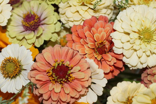colorful zinnia flowers