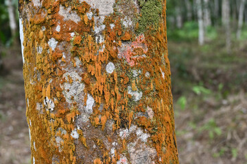 View of the vibrant algae and lichen thriving on the bark of a rubber tree trunk