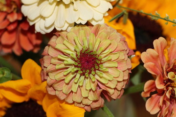 orange dahlia flower