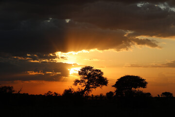 Beautiful golden sunset over the African wilderness © Janica