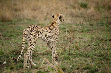 Fototapeta premium Cheetah walking through grassland in natural habitat 
