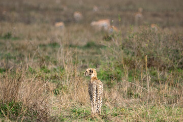 Fototapeta premium Cheetah walking through grassland in natural habitat 