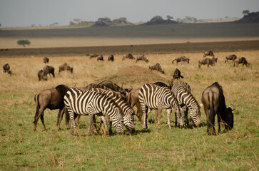 Obraz premium Group of zebras and wildebeests grazing together