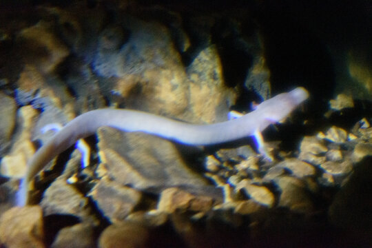 Blind cave olm crossing rocky karst surface in Slovenia