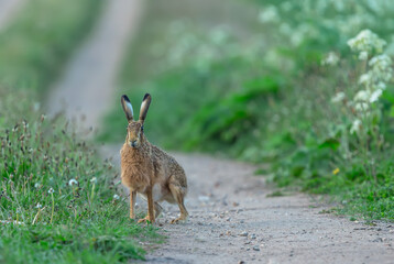 Hare in Springtime, close up of a brown hare alert and sitting upright in the margins of an agricultural field, facing front.  Scientific name: Lepus europaeus.  Horizontal  Copy space © Moorland Roamer