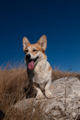 A cute Pembroke Welsh Corgi sits in the mountains against a blue sky and smiles. An ad template with a blank space