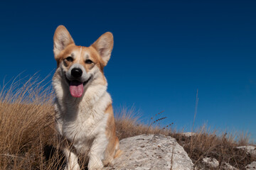 A cute Pembroke Welsh Corgi sits in the mountains against a blue sky and smiles. An ad template with a blank space