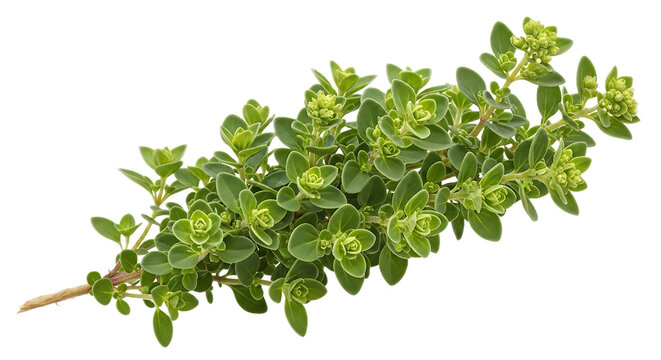 A sprig of fresh oregano herb with small green leaves and tiny flower buds on a black background image - Powered by Adobe