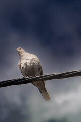 bird on a wire