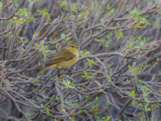Canary Islands chiffchaff perched in native vegetation