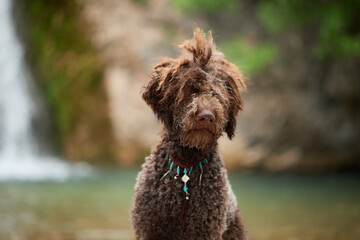 Lagotto Romagnolo dog stands confidently by stream with upright posture. Its dense curls appear...