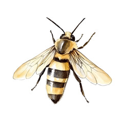 Big bee painting design set Hand-painted style, vectorized, vector set available in EPS, Simple Hand-painted watercolor style