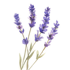 Obraz premium Violet lavender painting design set, Hand-painted style, vectorized, vector set available in EPS, Simple Hand-painted watercolor style