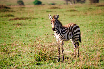Cute young zebra foal standing alone in the green savannah
