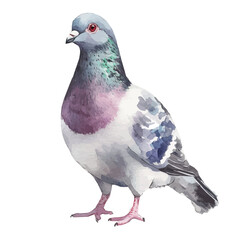 Beautiful pigeon painting design set Hand-painted style, vectorized, vector set available in EPS, Simple Hand-painted watercolor style bird