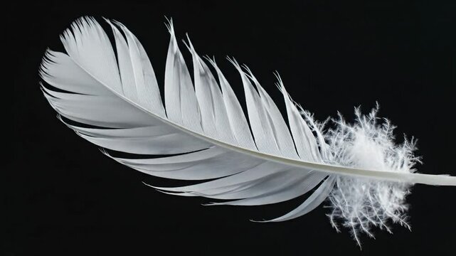 Close up view of a single white feather against a black backdrop