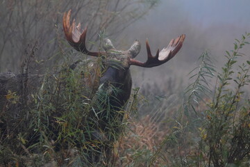 elk