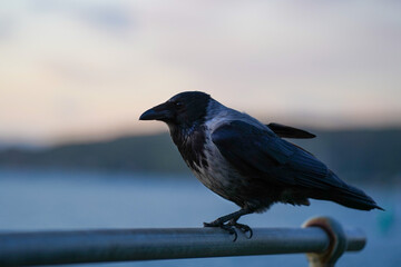 A hooded crow on a railing
