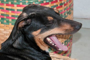 portrait of a black dog