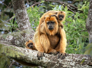 mono aullador hembra con dos crías en un árbol