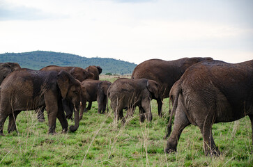 Elephant herd grazing in the green African landscape © Janica