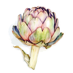 Beautiful artichoke painting design set Hand-painted style, vectorized, vector set available in EPS, Simple Hand-painted watercolor style