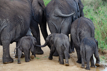 Rear view of elephant family with calves walking on a dirt road © Janica