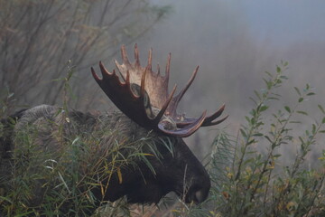 elk