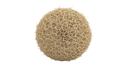 Sphere, detailed close up of beige spiky porous with intricate network structure, isolated on white or transparent background. PNG