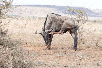 Fototapeta premium A photo of blue wildebeest