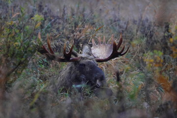moose