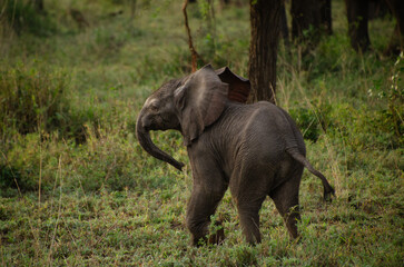Obraz premium Baby elephant walking through green bushveld