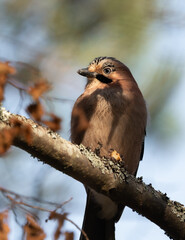 Eurasian jay (Garrulus glandarius) perched on a branch in a swedish forest