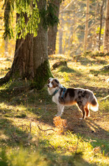Australian shepherd wearing a harness while hiking through a golden forest in Sweden